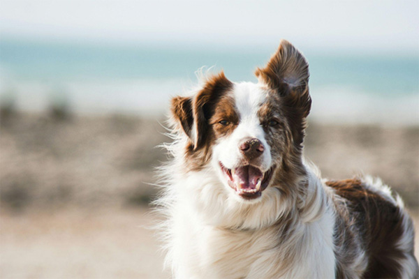 Grundausstattung für Ihren Hund