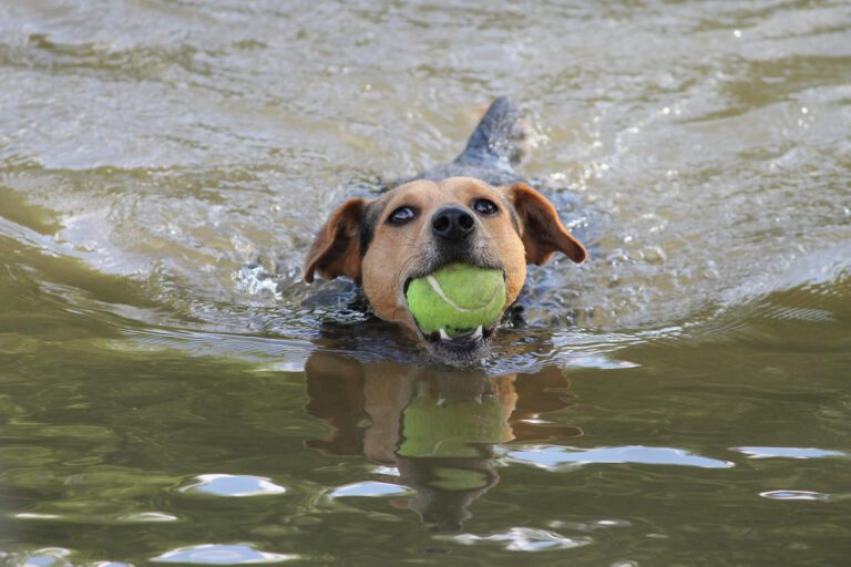 Hund mit Ball im Mund
