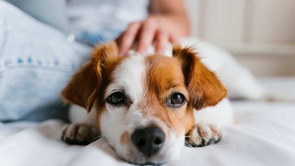 Verhaltensauffälligkeiten beim Hund